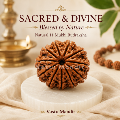 Authentic 11 Mukhi Rudraksha – Vastu Remedy for Meditation Mastery & Wisdom | Ideal for North-East Command Center