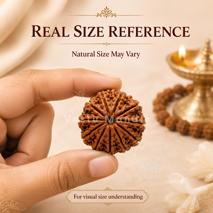 Authentic 11 Mukhi Rudraksha – Vastu Remedy for Meditation Mastery & Wisdom | Ideal for North-East Command Center