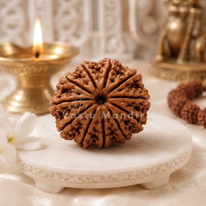 Authentic 11 Mukhi Rudraksha – Vastu Remedy for Meditation Mastery & Wisdom | Ideal for North-East Command Center