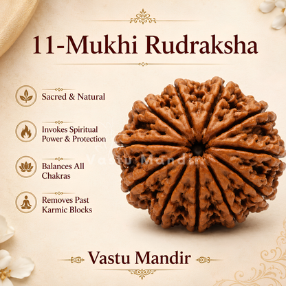 Authentic 11 Mukhi Rudraksha – Vastu Remedy for Meditation Mastery & Wisdom | Ideal for North-East Command Center
