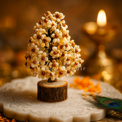 Rudraksha Gomti chakra tree shown in a second styled sacred view