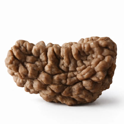 Certified 1 Mukhi Half Moon Rudraksha on a white background