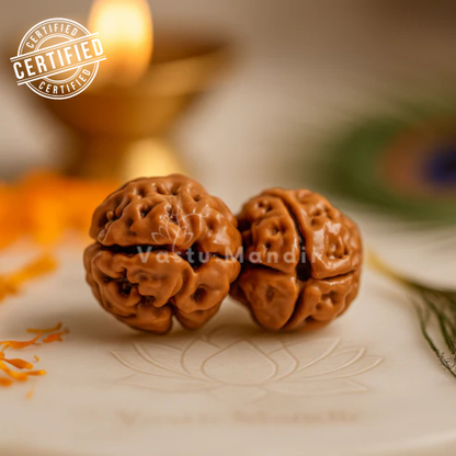 2 mukhi Rudraksha displayed in a softly lit sacred setting