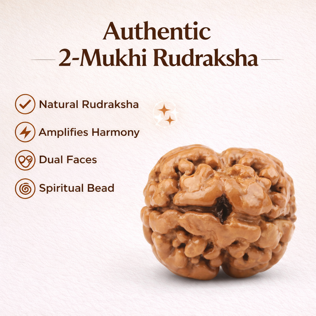 2 mukhi Rudraksha infographic summarising visible product features