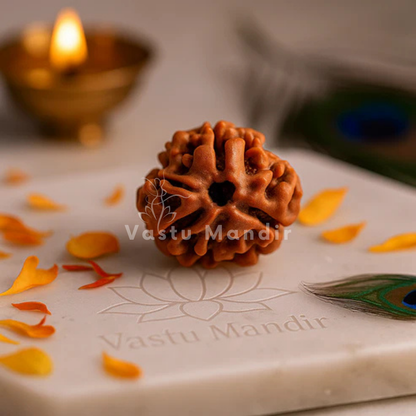 3 mukhi Rudraksha presented in a close spiritual product view