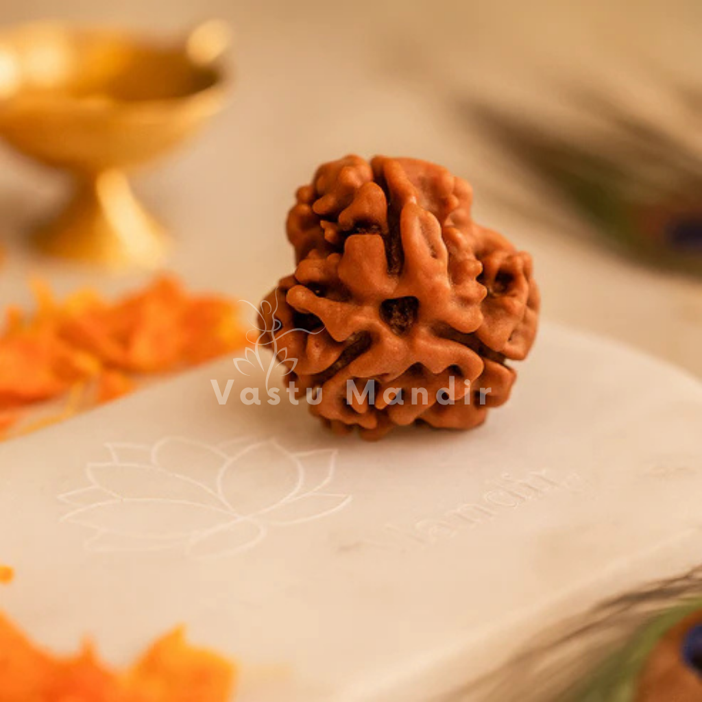 3 mukhi Rudraksha shown in a second styled sacred view