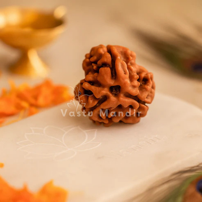 3 mukhi Rudraksha shown in a second styled sacred view