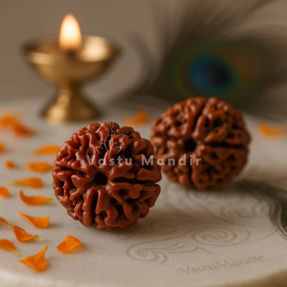 4 mukhi Rudraksha arranged in a separate traditional product setting