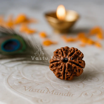Nepali 5 mukhi Rudraksha presented in a close spiritual product view