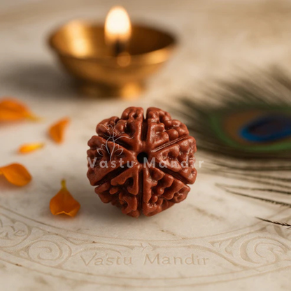6 mukhi Rudraksha shown in a second styled sacred view