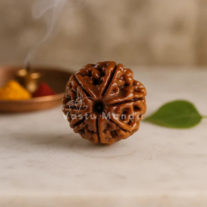 7 mukhi Rudraksha arranged in a separate traditional product setting