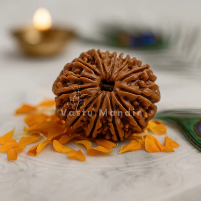 10 mukhi Rudraksha shown in a second styled sacred view