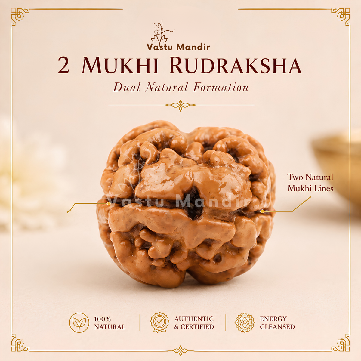 X-Ray Verified 2 Mukhi Rudraksha – Vastu Remedy for Marital Harmony & Relationship Unity | Ideal for South-West Couples Zones
