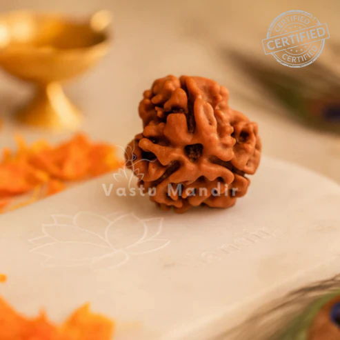 3 mukhi Rudraksha arranged in a separate traditional product setting