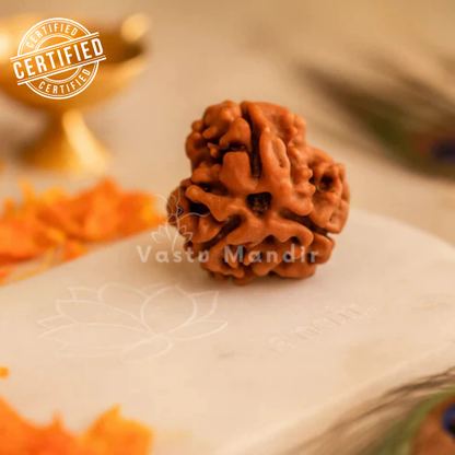 3 mukhi Rudraksha displayed in a softly lit sacred setting