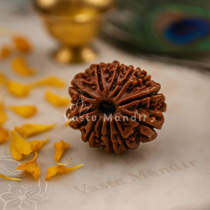 11 mukhi Rudraksha presented in a close spiritual product view
