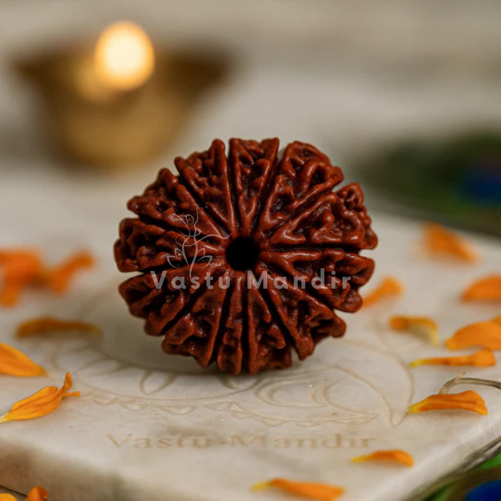 11 mukhi Rudraksha shown in a second styled sacred view