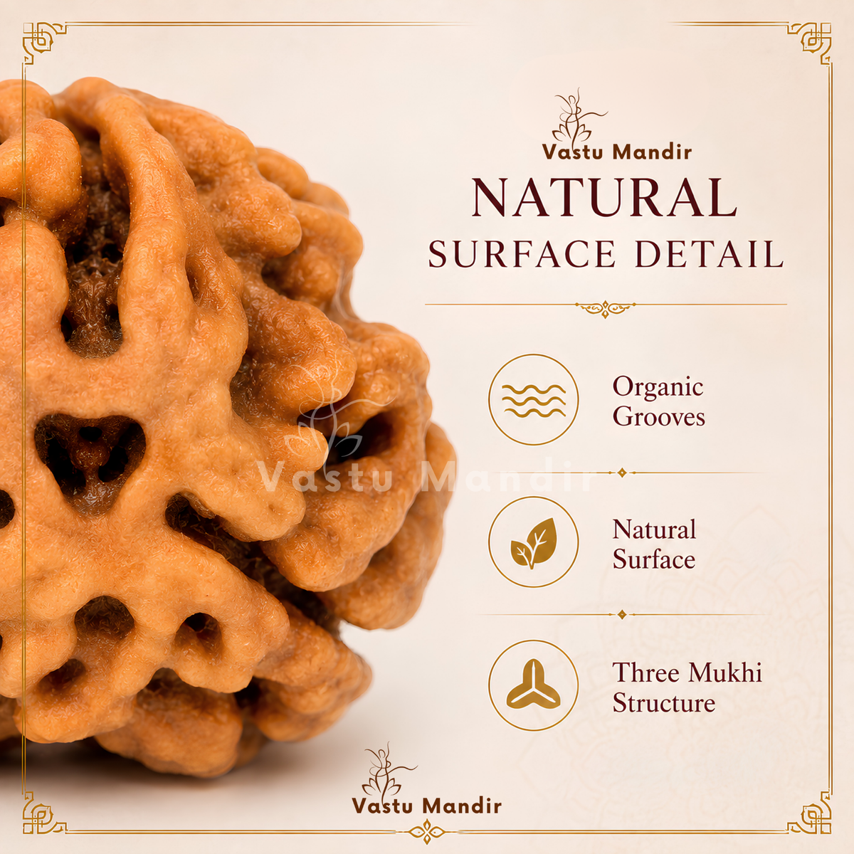 Authentic 3 Mukhi Rudraksha – Vastu Remedy for Confidence Boost & Karma Cleansing | Ideal for South-East Fire Element Activation