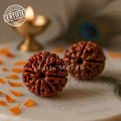 4 mukhi Rudraksha displayed in a softly lit sacred setting