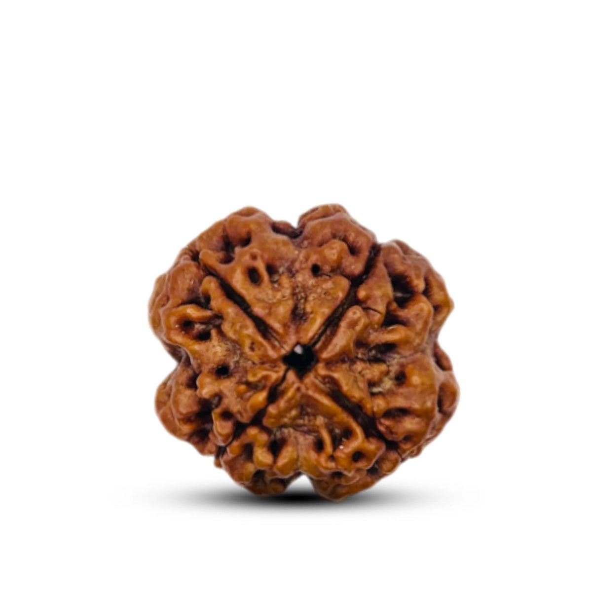 4 mukhi Rudraksha shown as a full product view with white space around it