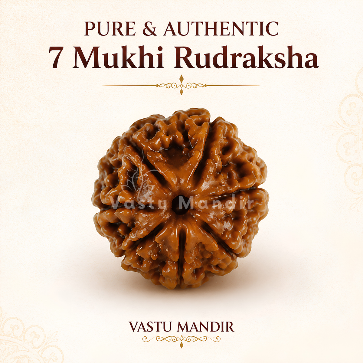 Certified 7 Mukhi Rudraksha – Vastu Remedy for Wealth Attraction & Saturn Remedy | Ideal for North Money Corners