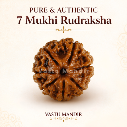 Certified 7 Mukhi Rudraksha – Vastu Remedy for Wealth Attraction & Saturn Remedy | Ideal for North Money Corners