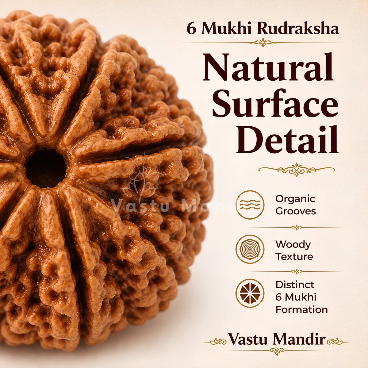 Original 6 Mukhi Rudraksha – Vastu Remedy for Career Success & Willpower Strength | Ideal for South-East Office Desks