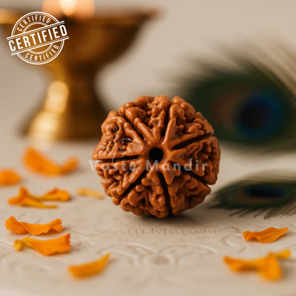 6 mukhi Rudraksha displayed in a softly lit sacred setting
