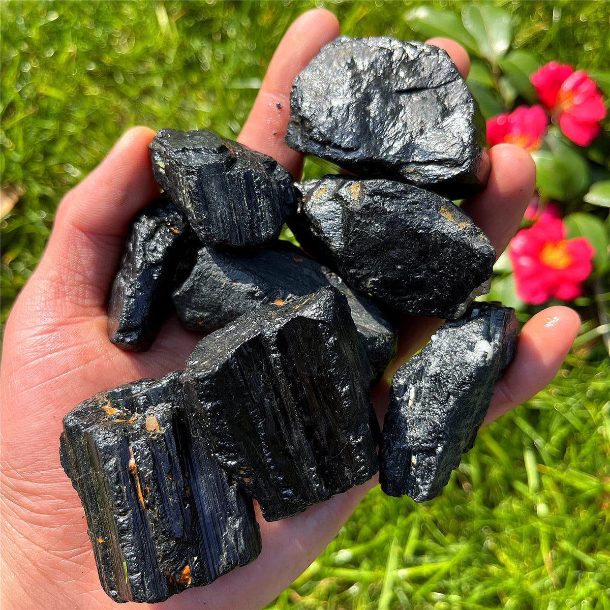 Hand holding several rough black tourmaline chunks outdoors among green leaves