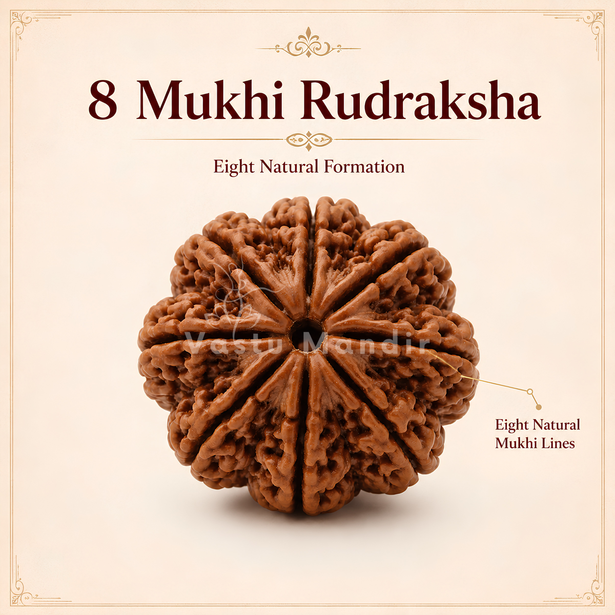 Verified 8 Mukhi Rudraksha – Vastu Remedy for Obstacle Removal & Ganesha Blessings | Ideal for Main Entrance Protection