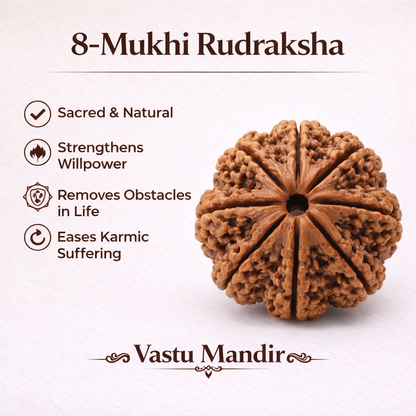 Eight-faceted Rudraksha bead with benefits listed on a white background