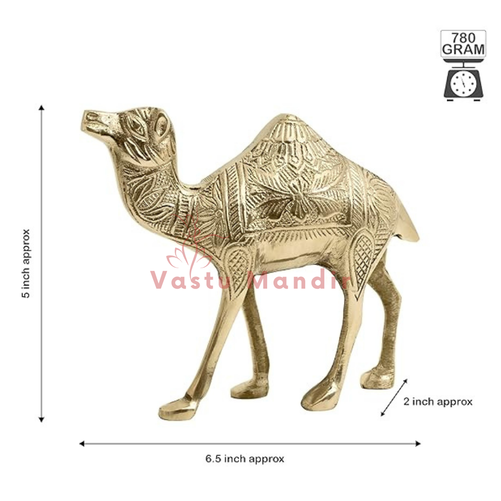 Designer brass camel idol dimension diagram showing the camel height, length and width