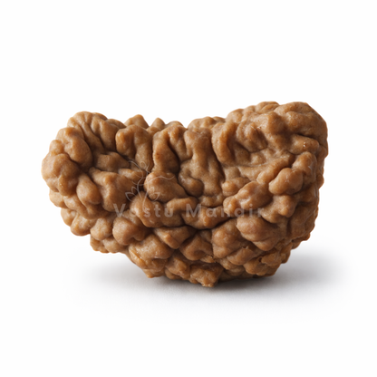 Certified 1 Mukhi Half Moon Rudraksha on a white background