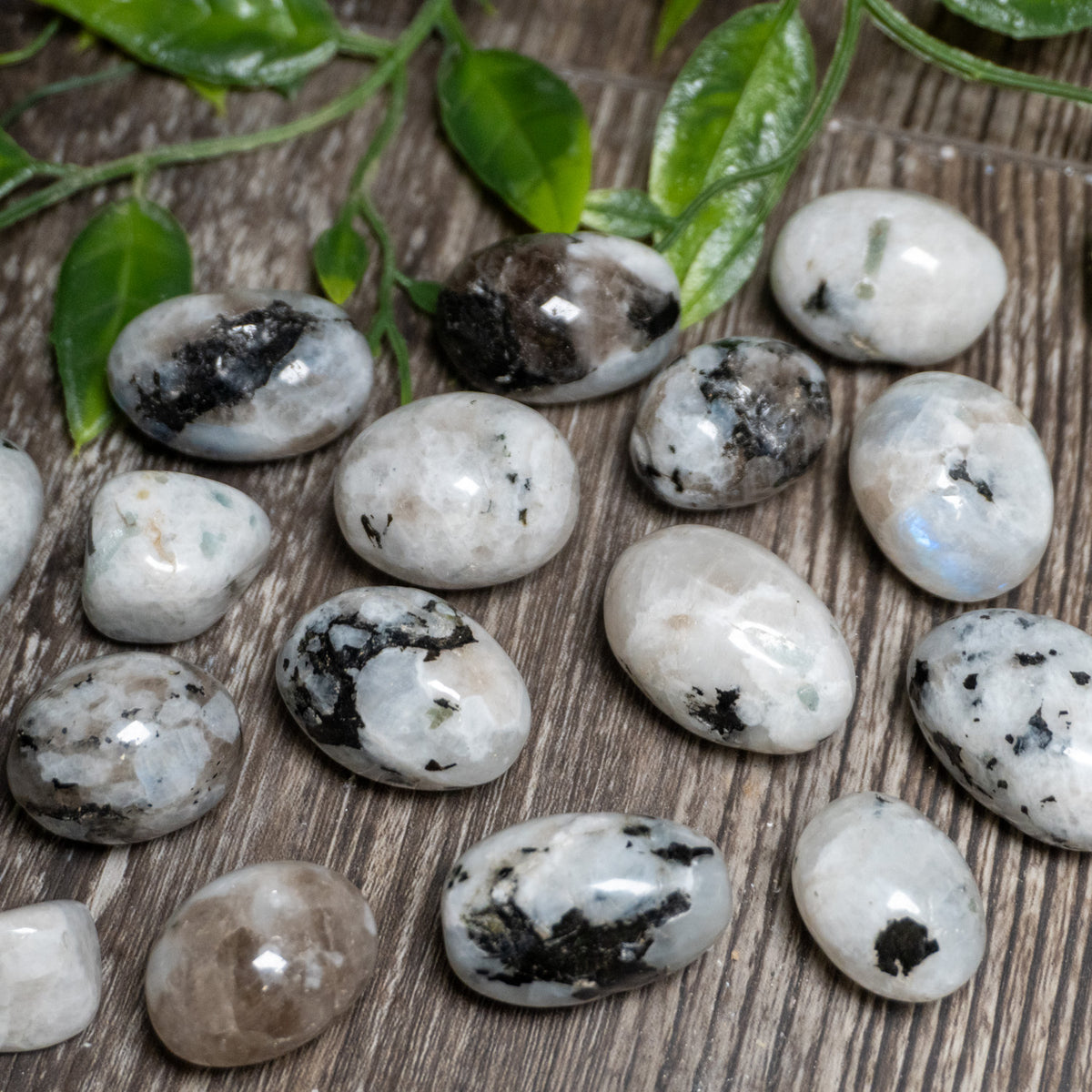 Polished grey and white moonstone pieces photographed outdoors among green leaves