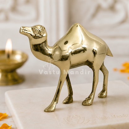 Plain Finish Brass Camel Idol Vastu Remedy for Career Progress, Business Stability and Endurance Support for Home and Office | 16 x 16 cm, 780 gm