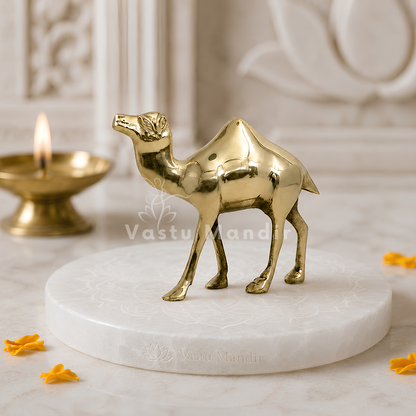 Plain Finish Brass Camel Idol Vastu Remedy for Career Progress, Business Stability and Endurance Support for Home and Office | 16 x 16 cm, 780 gm