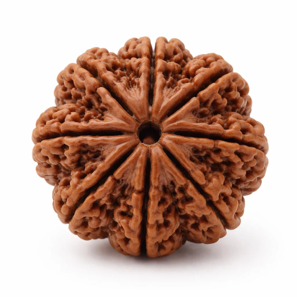 8 mukhi Rudraksha on a clean white background
