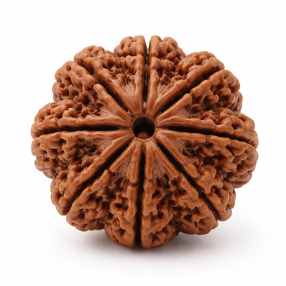 8 mukhi Rudraksha on a clean white background