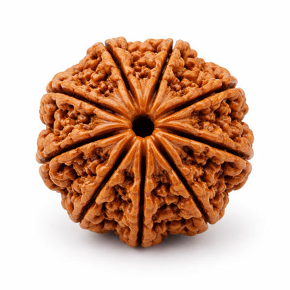 9 mukhi Rudraksha on a clean white background