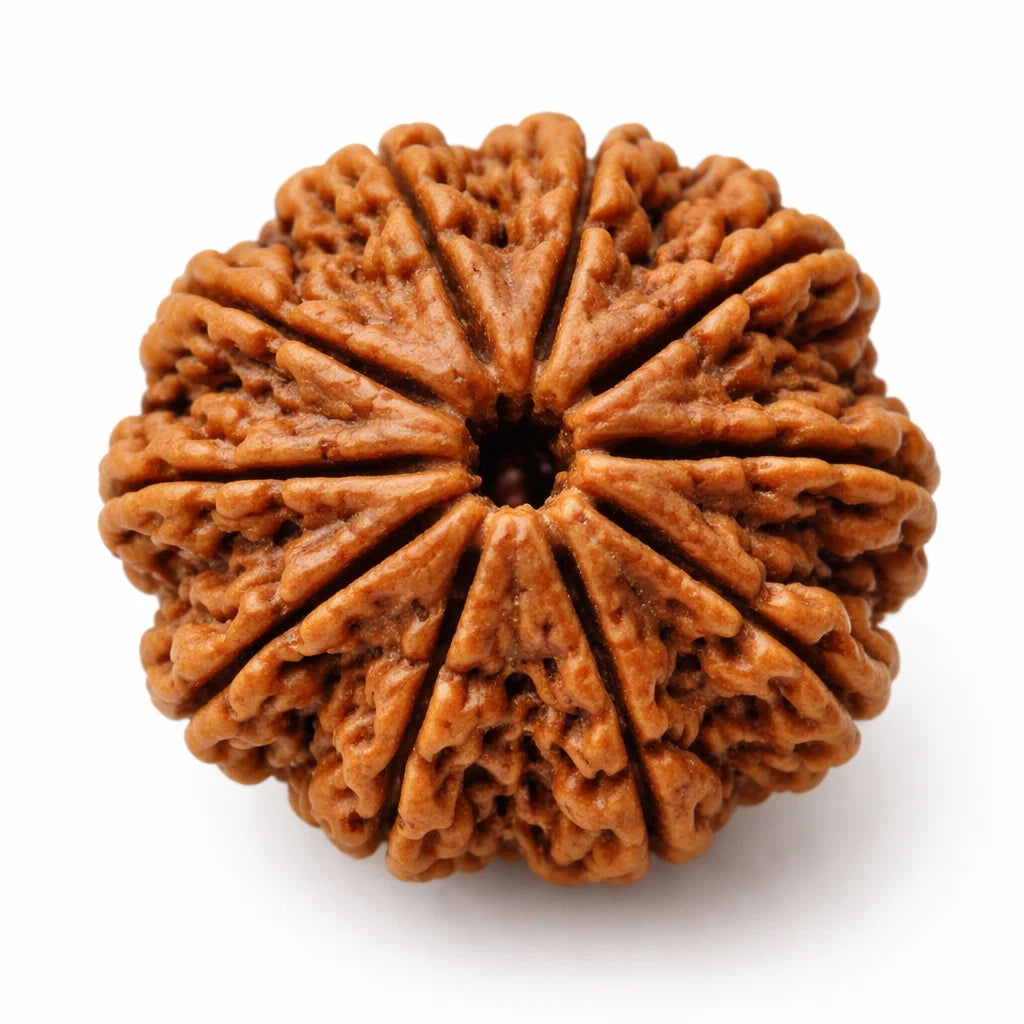 10 mukhi Rudraksha in a close-up view against a clean white background