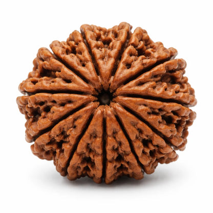 11 mukhi Rudraksha on a clean white background