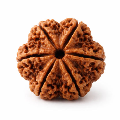 6 mukhi Rudraksha on a clean white background