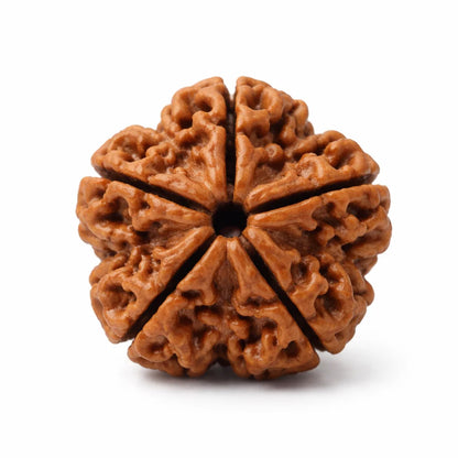 Nepali 5 mukhi Rudraksha on a clean white background