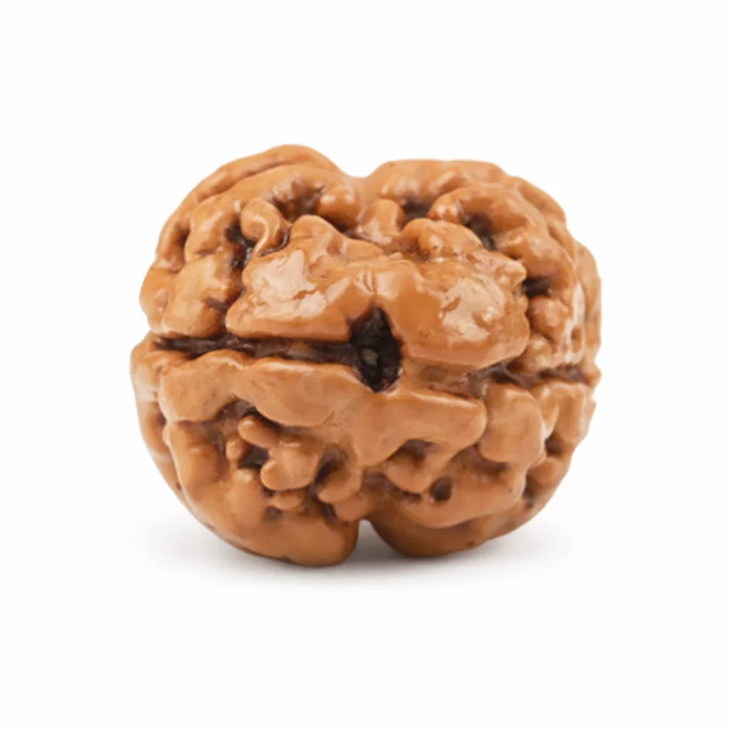 2 mukhi Rudraksha on a clean white background