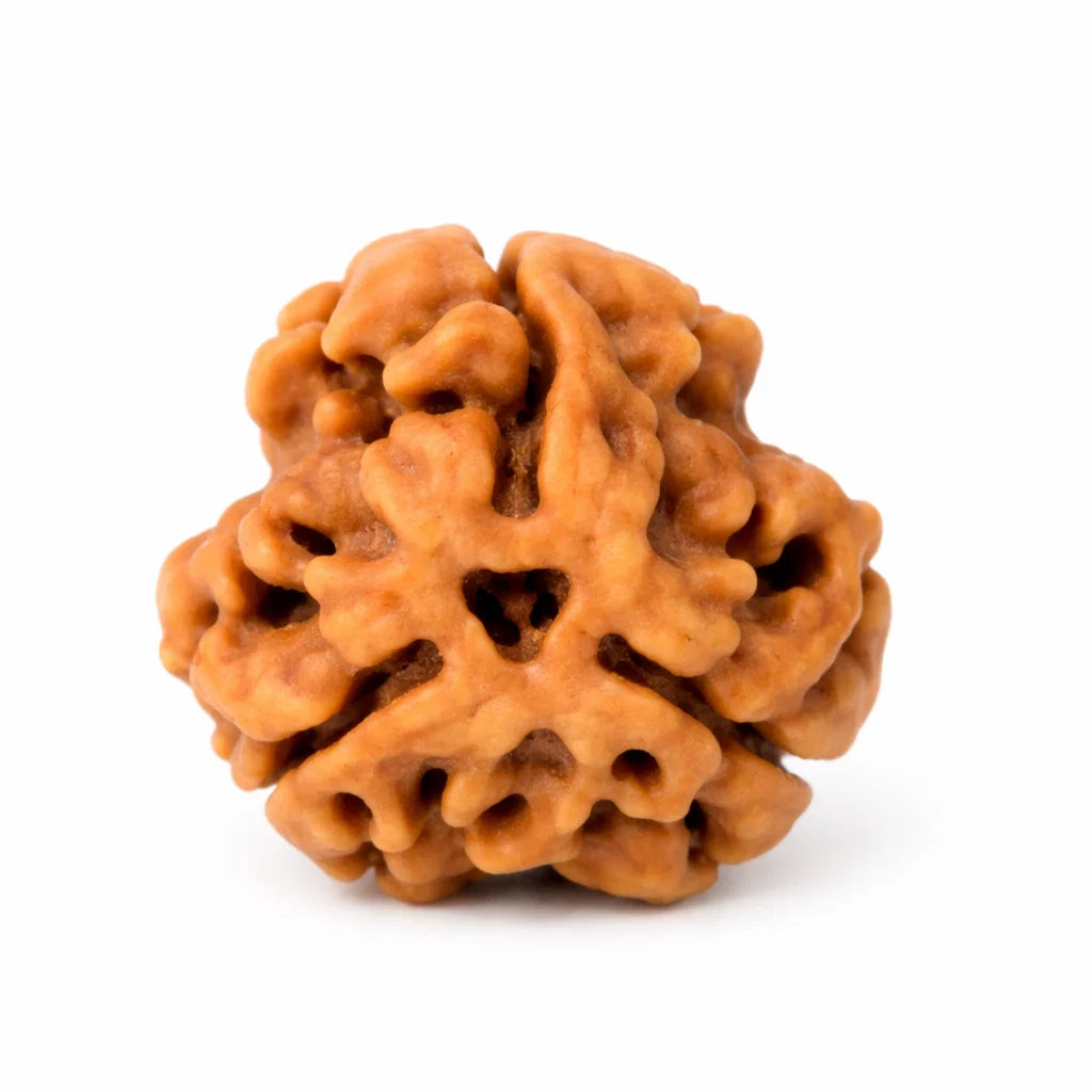 3 mukhi Rudraksha on a clean white background