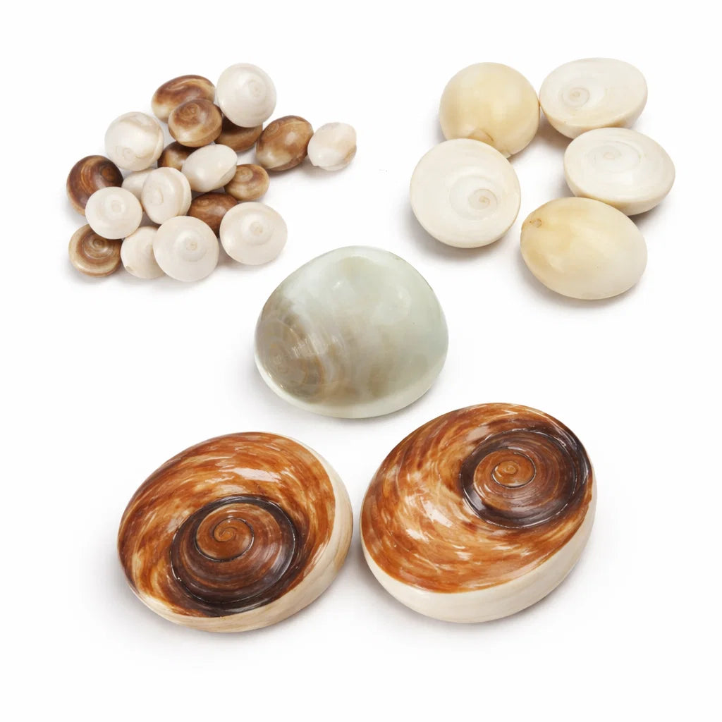 Gomti chakra shells shown in a separate clean-background product view