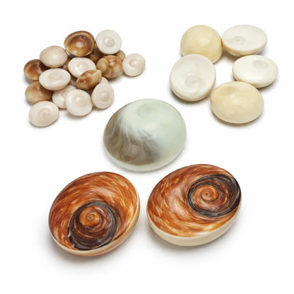 Gomti chakra shells in a close-up view against a clean white background