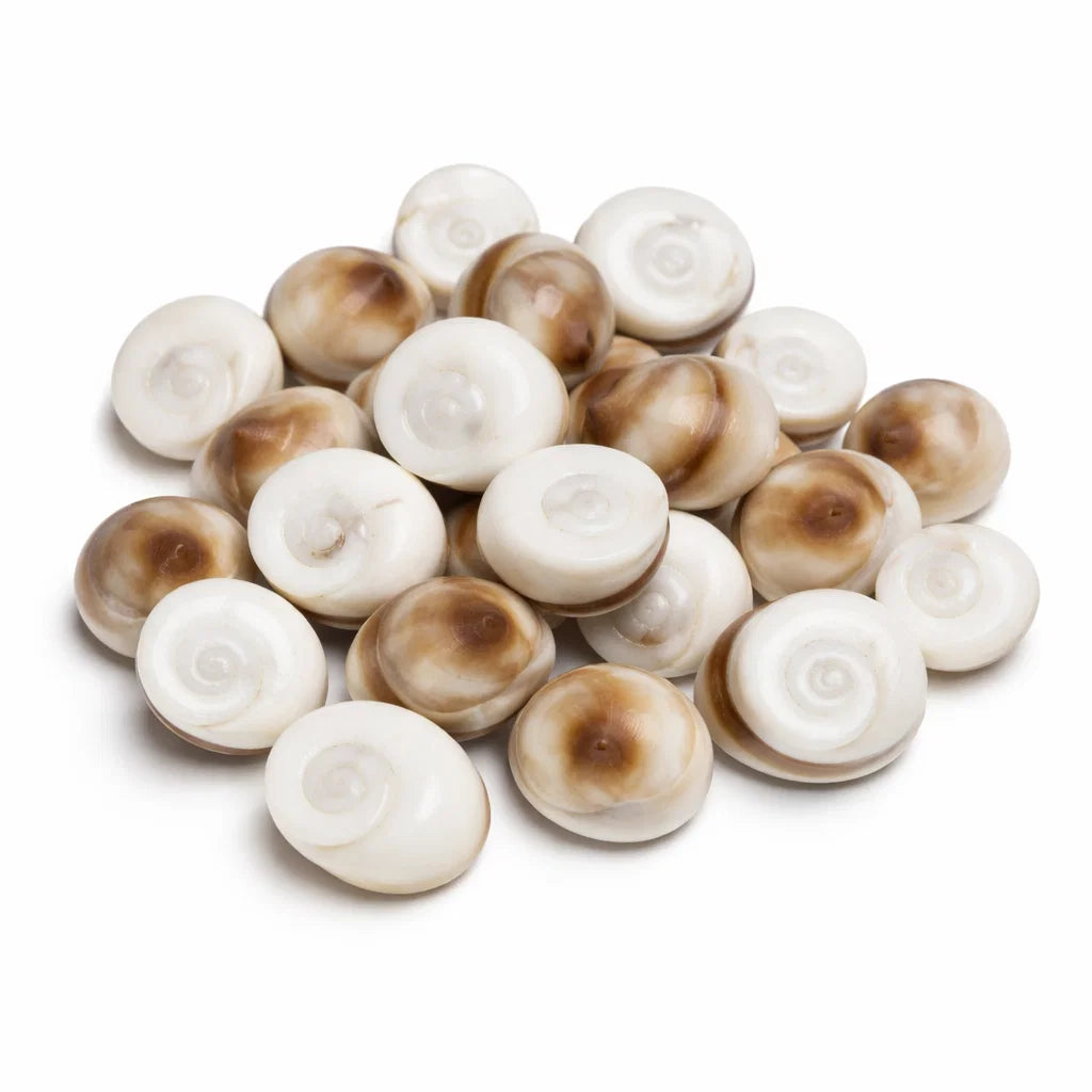 Gomti chakra shells on a clean white background