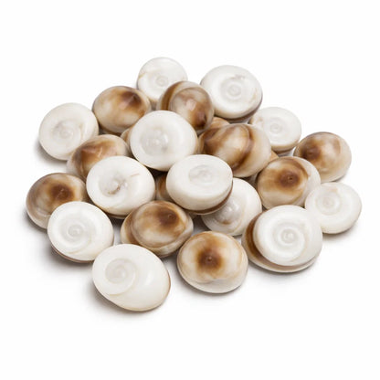 Gomti chakra shells on a clean white background