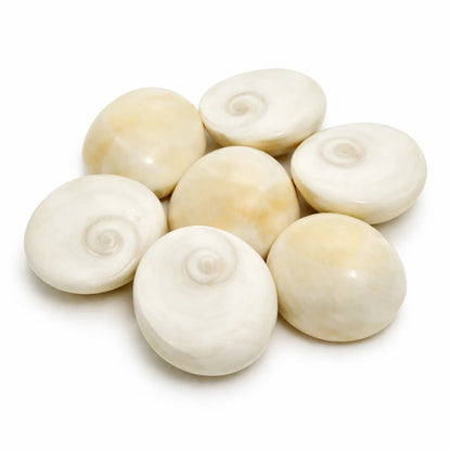Gomti chakra shells showing its form against a plain white background